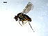  ( - 10PROBE-07814)  @13 [ ] CreativeCommons - Attribution (2011) CBG Photography Group Centre for Biodiversity Genomics