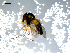  ( - 10PROBE-07820)  @12 [ ] CreativeCommons - Attribution (2011) CBG Photography Group Centre for Biodiversity Genomics