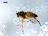  ( - 10PROBE-07829)  @13 [ ] CreativeCommons - Attribution (2011) CBG Photography Group Centre for Biodiversity Genomics