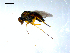  ( - 10PROBE-07841)  @13 [ ] CreativeCommons - Attribution (2011) CBG Photography Group Centre for Biodiversity Genomics