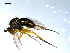  ( - 10PROBE-07859)  @13 [ ] CreativeCommons - Attribution (2011) CBG Photography Group Centre for Biodiversity Genomics