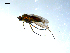  (Hydrophorus manicatus - 10PROBE-07990)  @13 [ ] CreativeCommons - Attribution (2011) CBG Photography Group Centre for Biodiversity Genomics