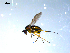  ( - 10PROBE-08023)  @13 [ ] CreativeCommons - Attribution (2011) CBG Photography Group Centre for Biodiversity Genomics