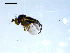  ( - 10PROBE-08025)  @12 [ ] CreativeCommons - Attribution (2011) CBG Photography Group Centre for Biodiversity Genomics