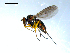  ( - 10PROBE-08034)  @13 [ ] CreativeCommons - Attribution (2011) CBG Photography Group Centre for Biodiversity Genomics