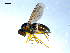  ( - 10PROBE-08049)  @13 [ ] CreativeCommons - Attribution (2011) CBG Photography Group Centre for Biodiversity Genomics