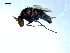  ( - 10PROBE-08052)  @12 [ ] CreativeCommons - Attribution (2011) CBG Photography Group Centre for Biodiversity Genomics