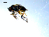  ( - 10PROBE-08054)  @12 [ ] CreativeCommons - Attribution (2011) CBG Photography Group Centre for Biodiversity Genomics
