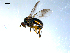  ( - 10PROBE-08056)  @12 [ ] CreativeCommons - Attribution (2011) CBG Photography Group Centre for Biodiversity Genomics