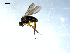  ( - 10PROBE-08077)  @13 [ ] CreativeCommons - Attribution (2011) CBG Photography Group Centre for Biodiversity Genomics