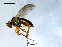  (Dolichopus sp. nr. obcordatus SEB2 - 10PROBE-08096)  @13 [ ] CreativeCommons - Attribution (2011) CBG Photography Group Centre for Biodiversity Genomics