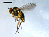  (Dolichopus flavipes - 10PROBE-08097)  @14 [ ] CreativeCommons - Attribution (2011) CBG Photography Group Centre for Biodiversity Genomics