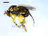  (Dolichopus sp. nr. discolor - 10PROBE-08100)  @14 [ ] CreativeCommons - Attribution (2011) CBG Photography Group Centre for Biodiversity Genomics