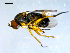  ( - 10PROBE-08101)  @12 [ ] CreativeCommons - Attribution (2011) CBG Photography Group Centre for Biodiversity Genomics