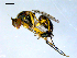  ( - 10PROBE-08102)  @12 [ ] CreativeCommons - Attribution (2011) CBG Photography Group Centre for Biodiversity Genomics
