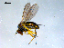  ( - 10PROBE-08117)  @14 [ ] CreativeCommons - Attribution (2011) CBG Photography Group Centre for Biodiversity Genomics