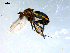  ( - 10PROBE-08131)  @13 [ ] CreativeCommons - Attribution (2011) CBG Photography Group Centre for Biodiversity Genomics