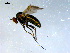  ( - 10PROBE-08132)  @13 [ ] CreativeCommons - Attribution (2011) CBG Photography Group Centre for Biodiversity Genomics