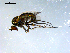  ( - 10PROBE-08133)  @13 [ ] CreativeCommons - Attribution (2011) CBG Photography Group Centre for Biodiversity Genomics