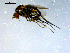  ( - 10PROBE-08134)  @13 [ ] CreativeCommons - Attribution (2011) CBG Photography Group Centre for Biodiversity Genomics