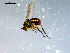  ( - 10PROBE-08136)  @13 [ ] CreativeCommons - Attribution (2011) CBG Photography Group Centre for Biodiversity Genomics