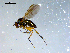  ( - 10PROBE-08137)  @13 [ ] CreativeCommons - Attribution (2011) CBG Photography Group Centre for Biodiversity Genomics