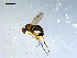  ( - 10PROBE-08155)  @13 [ ] CreativeCommons - Attribution (2011) CBG Photography Group Centre for Biodiversity Genomics