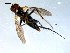 ( - 10PROBE-08162)  @13 [ ] CreativeCommons - Attribution (2011) CBG Photography Group Centre for Biodiversity Genomics