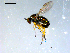  ( - 10PROBE-08163)  @13 [ ] CreativeCommons - Attribution (2011) CBG Photography Group Centre for Biodiversity Genomics