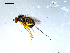  ( - 10PROBE-08165)  @13 [ ] CreativeCommons - Attribution (2011) CBG Photography Group Centre for Biodiversity Genomics