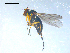  ( - 10PROBE-08174)  @13 [ ] CreativeCommons - Attribution (2011) CBG Photography Group Centre for Biodiversity Genomics