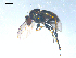  (Dolichopus sp. SEB02 - 10PROBE-08196)  @13 [ ] CreativeCommons - Attribution (2011) CBG Photography Group Centre for Biodiversity Genomics