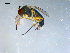  ( - 10PROBE-08203)  @12 [ ] CreativeCommons - Attribution (2011) CBG Photography Group Centre for Biodiversity Genomics