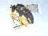  ( - 10PROBE-08204)  @12 [ ] CreativeCommons - Attribution (2011) CBG Photography Group Centre for Biodiversity Genomics