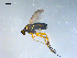  ( - 10PROBE-08207)  @12 [ ] CreativeCommons - Attribution (2011) CBG Photography Group Centre for Biodiversity Genomics