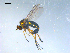  ( - 10PROBE-08209)  @13 [ ] CreativeCommons - Attribution (2011) CBG Photography Group Centre for Biodiversity Genomics