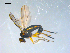  ( - 10PROBE-08237)  @13 [ ] CreativeCommons - Attribution (2011) CBG Photography Group Centre for Biodiversity Genomics