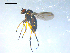 ( - 10PROBE-08249)  @13 [ ] CreativeCommons - Attribution (2011) CBG Photography Group Centre for Biodiversity Genomics