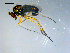  (Dolichopus sp. SEB13 nr. boreus - 10PROBE-08253)  @13 [ ] CreativeCommons - Attribution (2011) CBG Photography Group Centre for Biodiversity Genomics