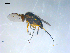  ( - 10PROBE-08293)  @13 [ ] CreativeCommons - Attribution (2011) CBG Photography Group Centre for Biodiversity Genomics