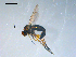  ( - 10PROBE-08294)  @13 [ ] CreativeCommons - Attribution (2011) CBG Photography Group Centre for Biodiversity Genomics