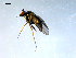  ( - 10PROBE-08316)  @13 [ ] CreativeCommons - Attribution (2011) CBG Photography Group Centre for Biodiversity Genomics
