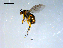  ( - 10PROBE-08329)  @13 [ ] CreativeCommons - Attribution (2011) CBG Photography Group Centre for Biodiversity Genomics