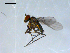  ( - 10PROBE-08331)  @13 [ ] CreativeCommons - Attribution (2011) CBG Photography Group Centre for Biodiversity Genomics