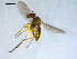  ( - 10PROBE-08333)  @12 [ ] CreativeCommons - Attribution (2011) CBG Photography Group Centre for Biodiversity Genomics
