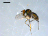  ( - 10PROBE-08336)  @12 [ ] CreativeCommons - Attribution (2011) CBG Photography Group Centre for Biodiversity Genomics