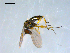  ( - 10PROBE-08338)  @12 [ ] CreativeCommons - Attribution (2011) CBG Photography Group Centre for Biodiversity Genomics