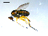  ( - 10PROBE-08340)  @13 [ ] CreativeCommons - Attribution (2011) CBG Photography Group Centre for Biodiversity Genomics