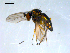  ( - 10PROBE-08344)  @13 [ ] CreativeCommons - Attribution (2011) CBG Photography Group Centre for Biodiversity Genomics