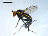  ( - 10PROBE-08347)  @12 [ ] CreativeCommons - Attribution (2011) CBG Photography Group Centre for Biodiversity Genomics